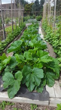 Abundant leafy plants spring from a bright community garden, ready to feed those it serves.