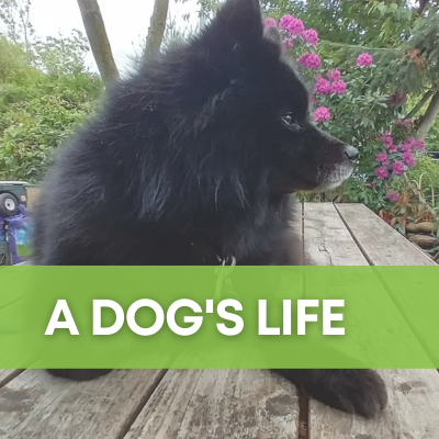 A dog looks out peacefully in a flowering garden under a green banner with white text titled "A Dog's Life."