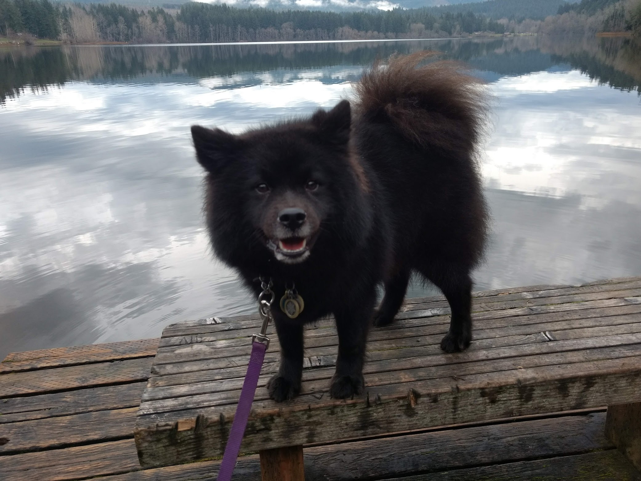 A fluffy black dog looks joyfully at the camera on a dock in front of a lake.
