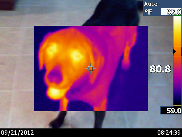 A dog stands on a tile floor, and in the middle of the image is a rectangle. Inside, all the colors are on a heat spectrum from indigo to yellow.