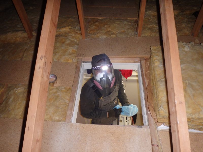 A person in overalls, long sleeves, gloves, and a hood wears a gas mask and headlamp as they stick up through the opening of an attic.