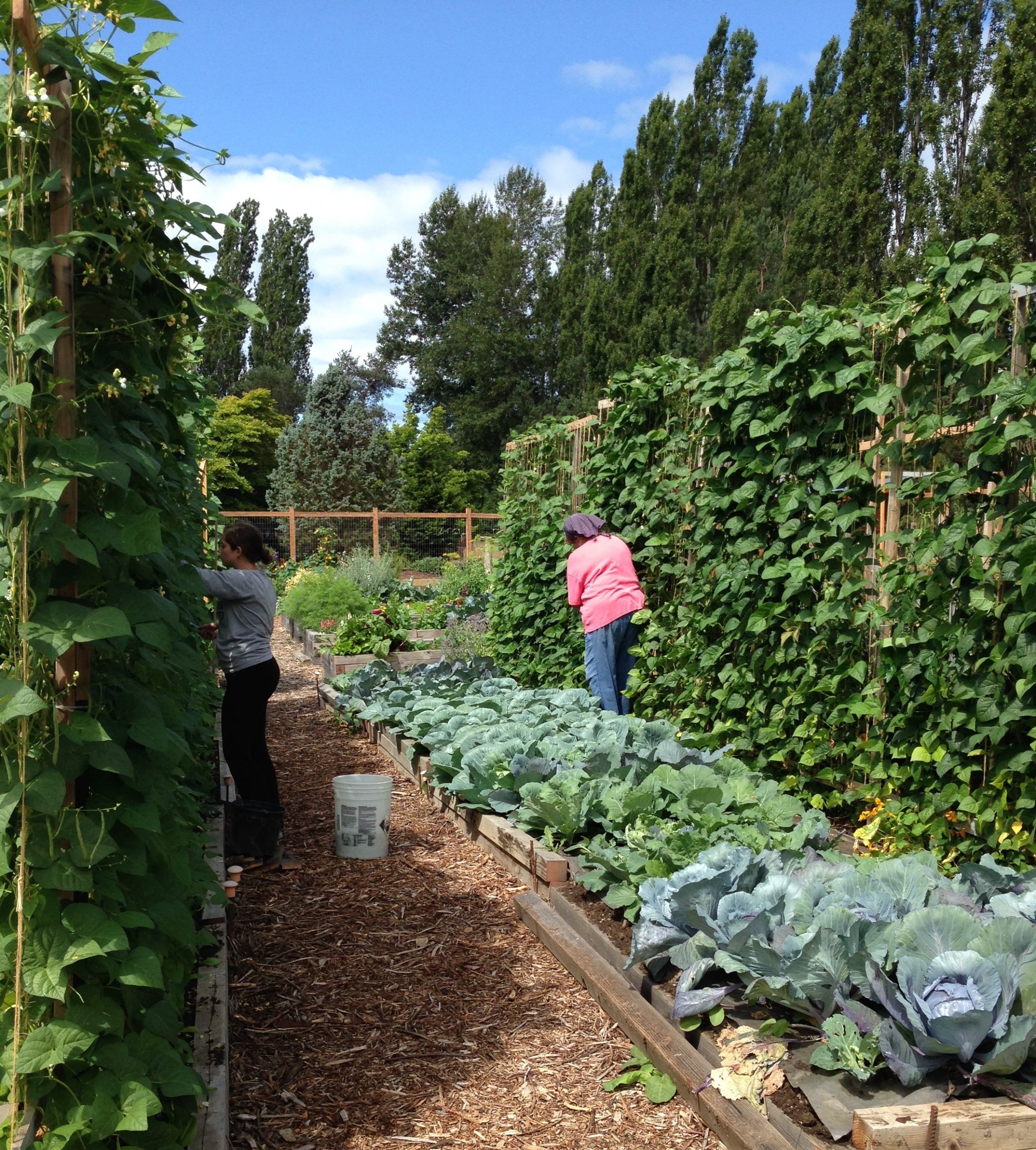 A person in a pink shirt does garden work along vertical trellises of greens.